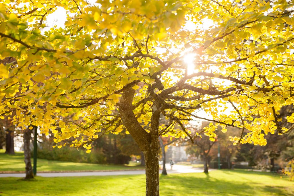 Sunlight through tree